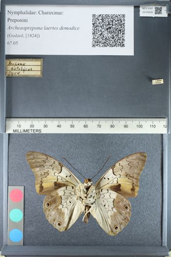 Media type: image;   Entomology 163435